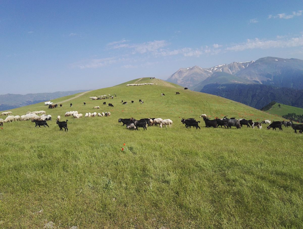 herd of sheep and goat on grass field during daytime