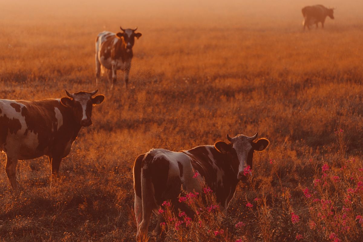 herd of white-and-brown cows