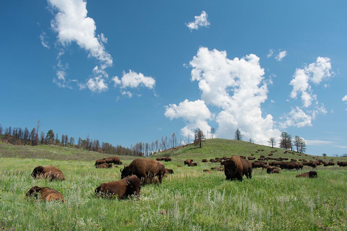 herd of yak on grass field under the heat of the sun