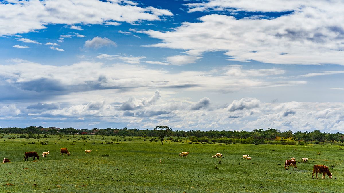 horses on grass field