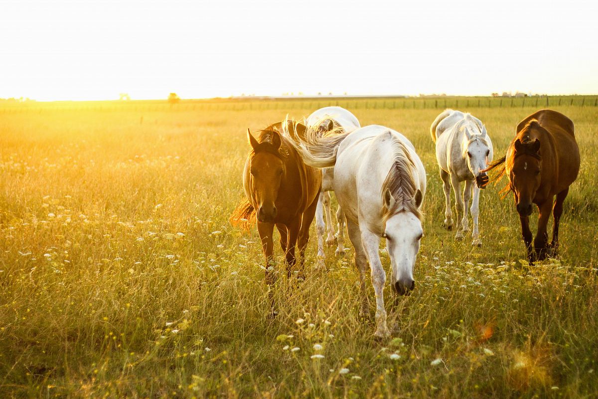 horses walking on grass