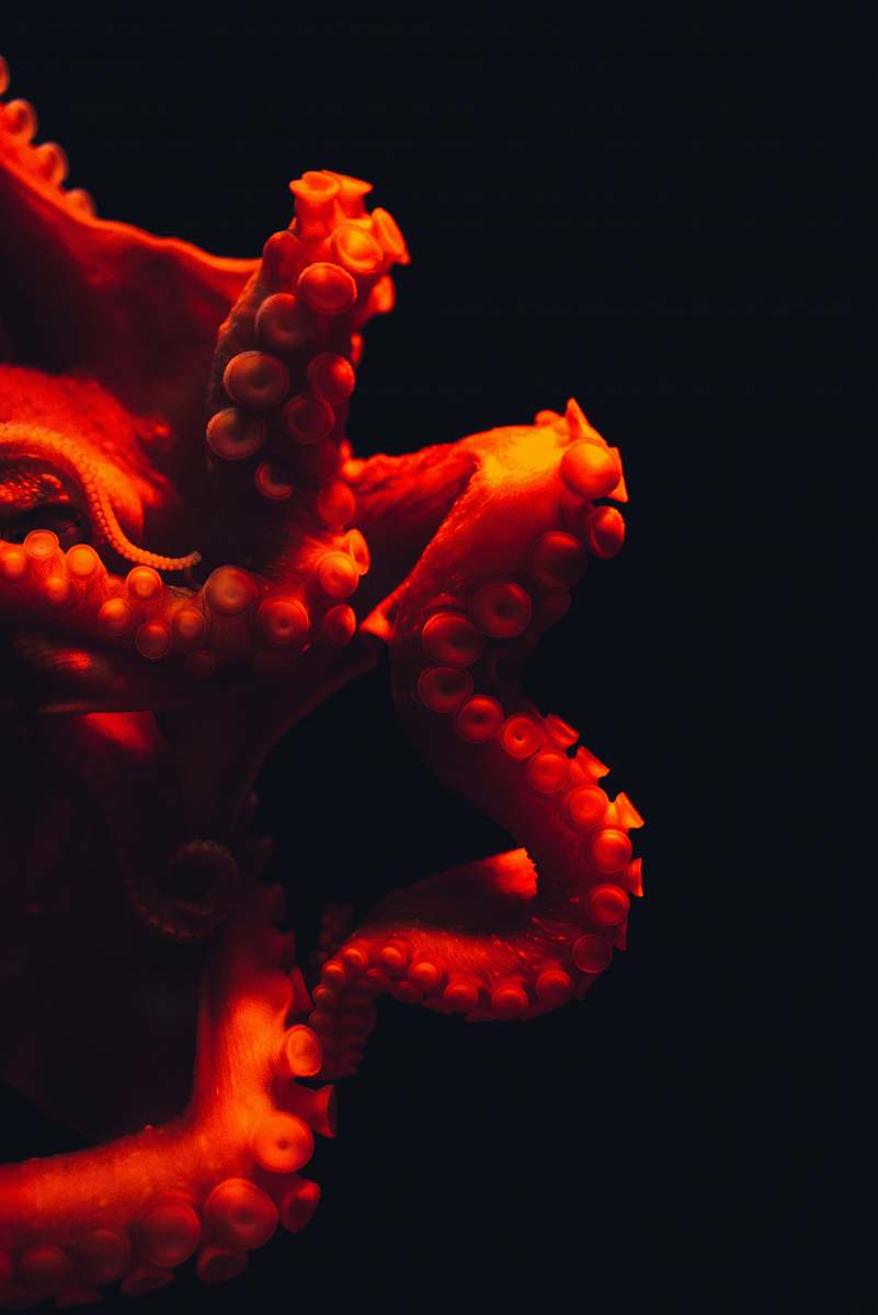 Person Shallow Focus Photography Of Octopus People Image Free Photo