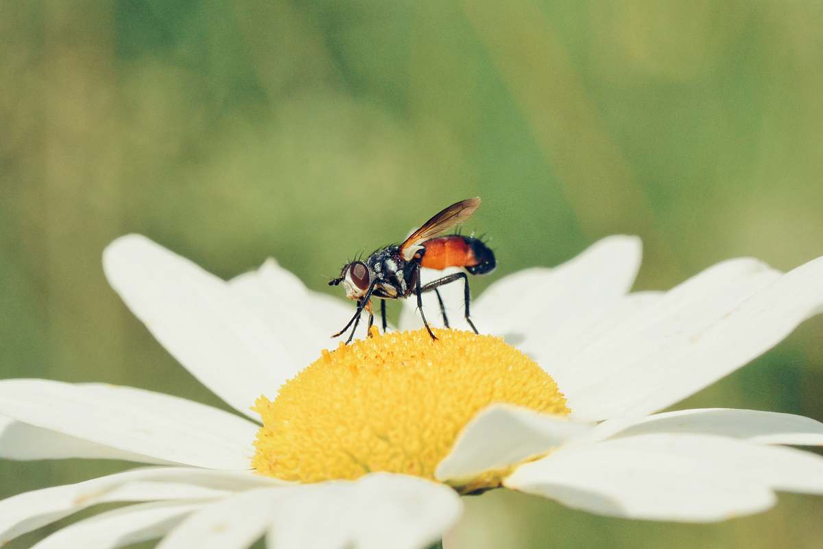 bee bee perching on pollen plant