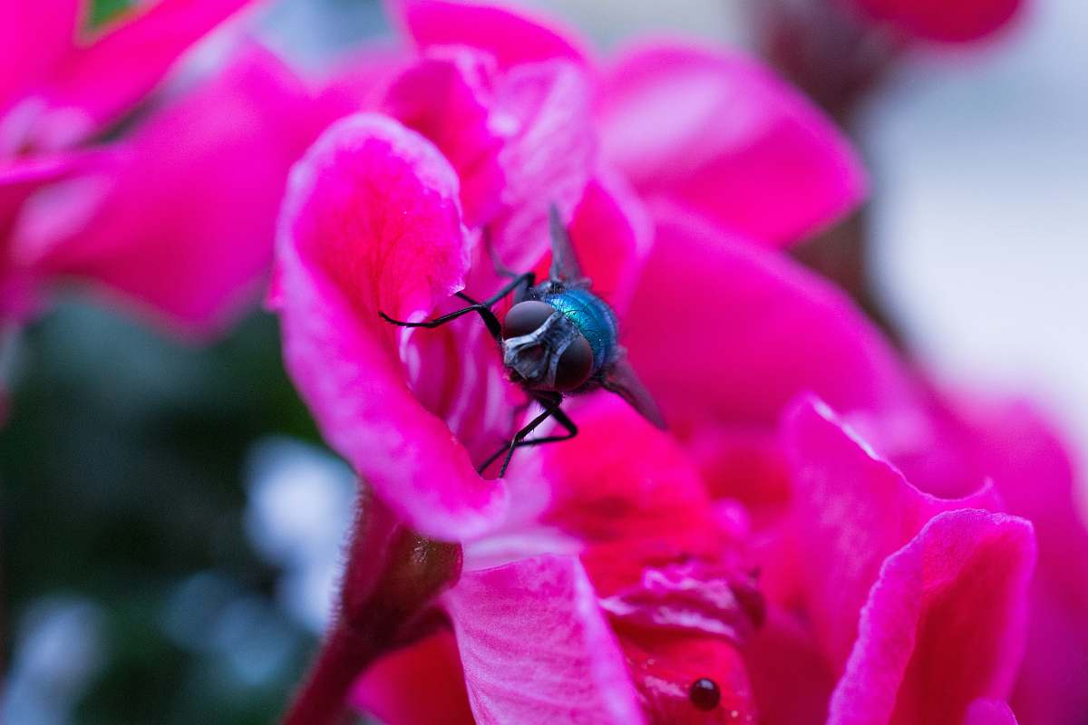 flower black fly on pink flowers blossom