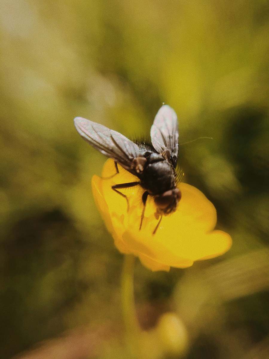 fly black winged insect invertebrate