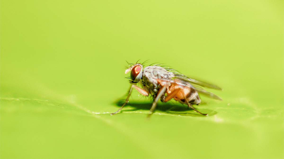 fly brown fruit fly perching on green leaf animal
