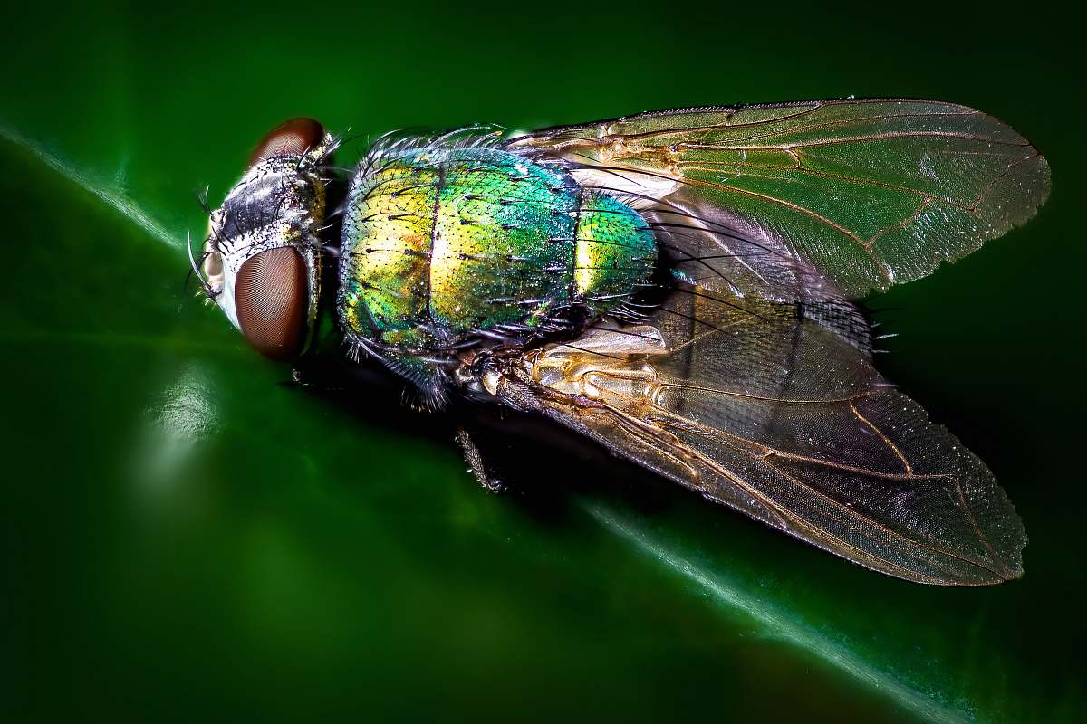 fly closeup photography of blue and green fly animal