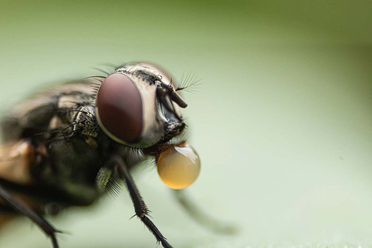 fly closeup photography of insect asilidae