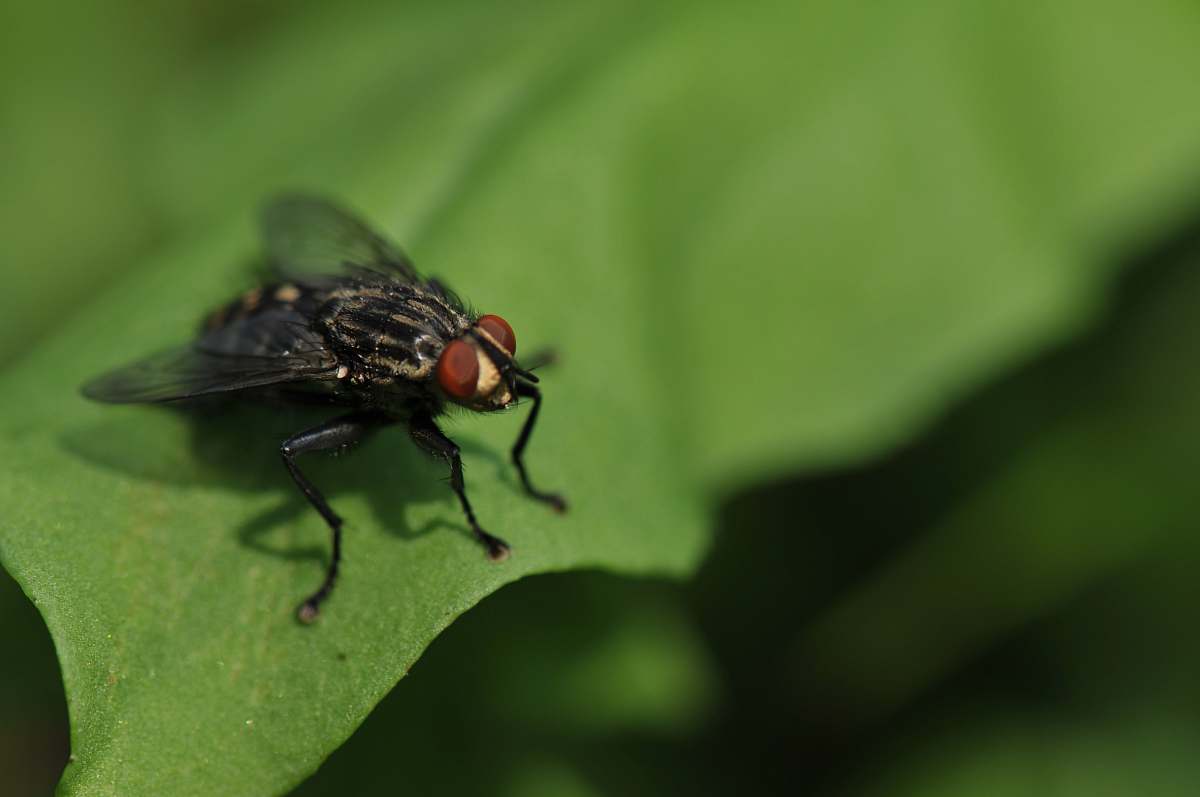 fly focus photography of black fly green