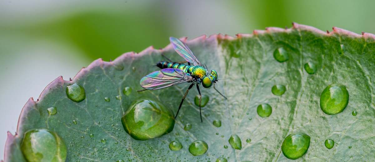 fly green singed insect animal