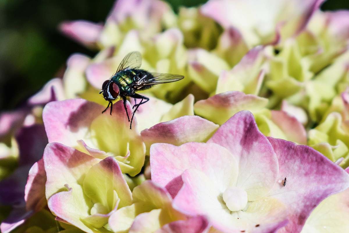 fly housefly perching on purple petaled flower animal