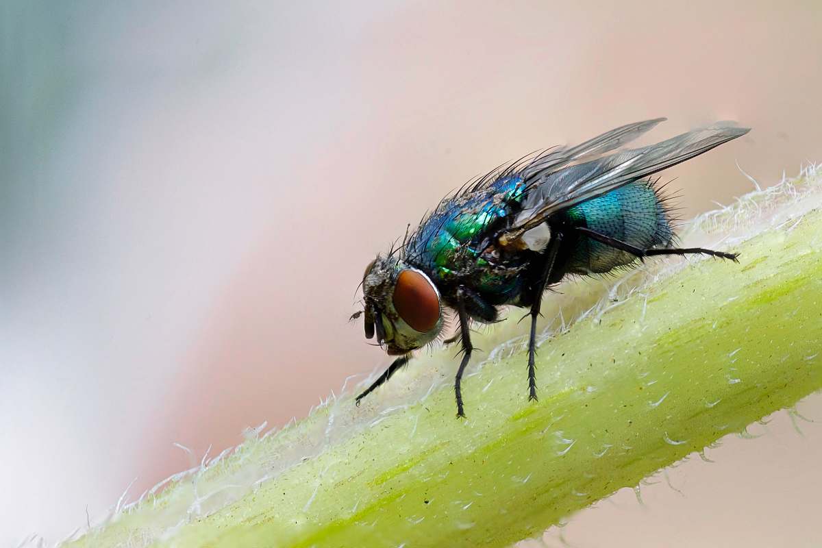 fly macro photograph of blue fly on plant's stem asilidae