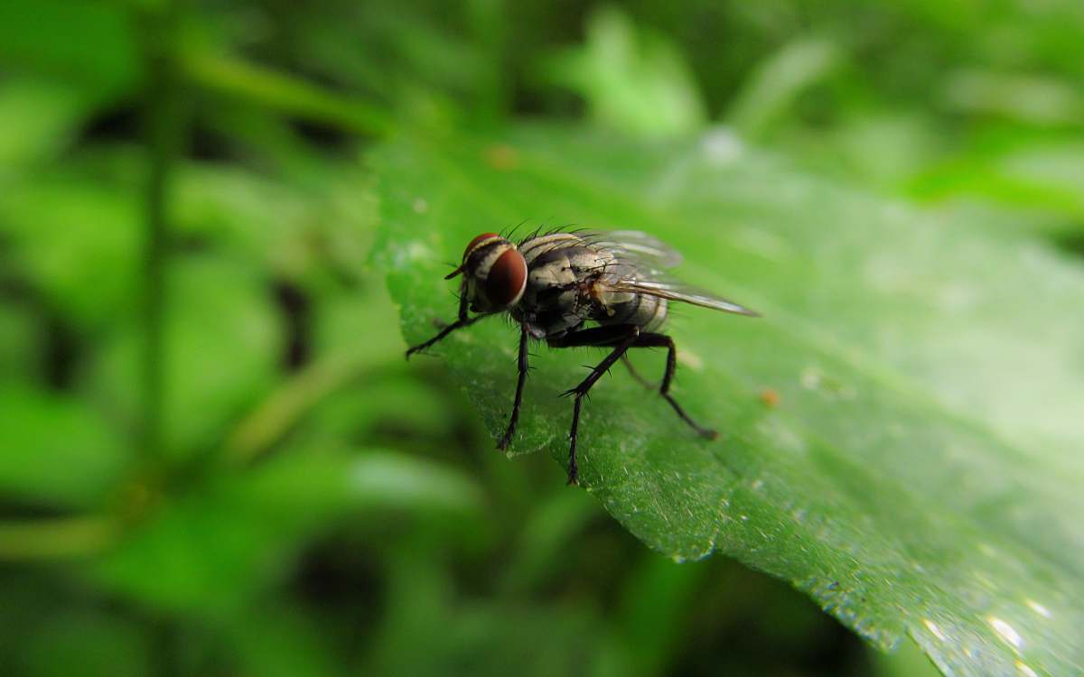 fly selective focus photography of housefly animal
