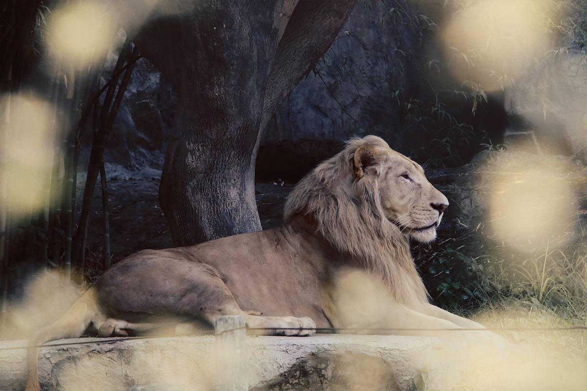 lion photograph