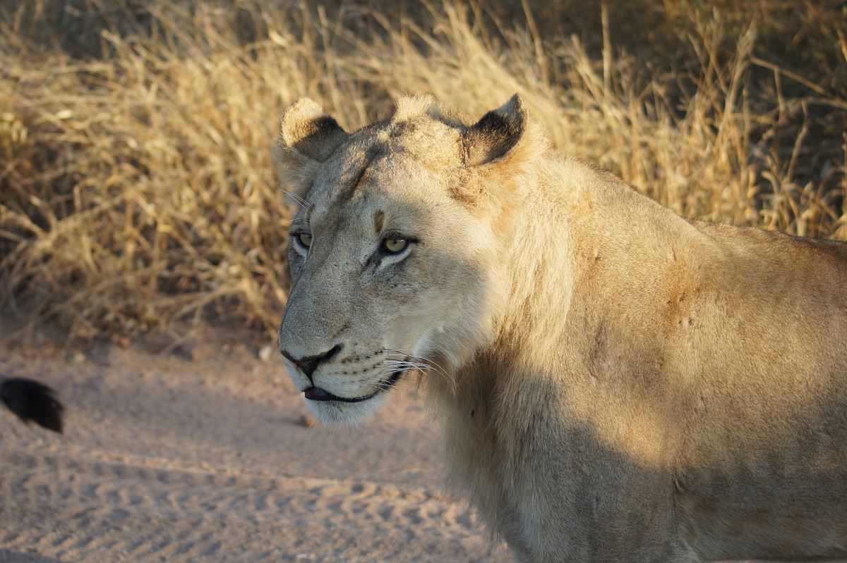 lioness near grass field