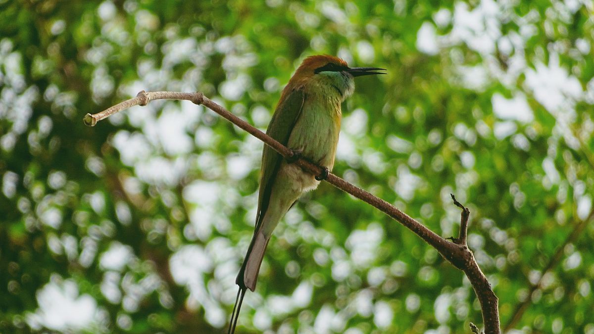 long-beaked bird perching on twig
