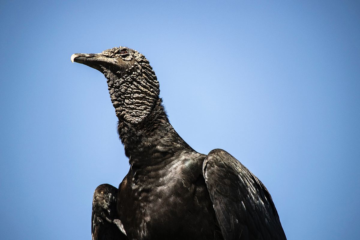 macro photography of black eagle