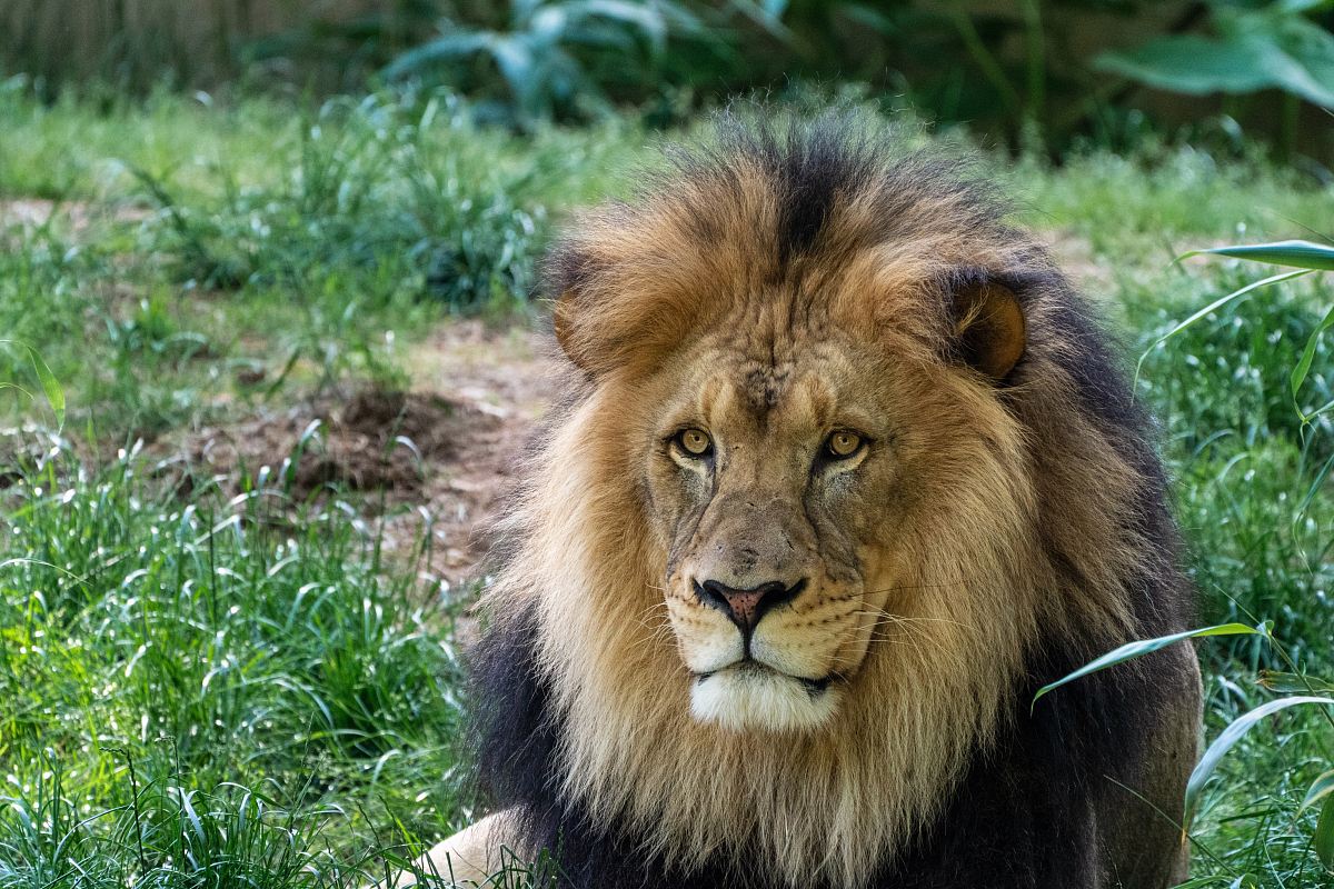 male lion on green field