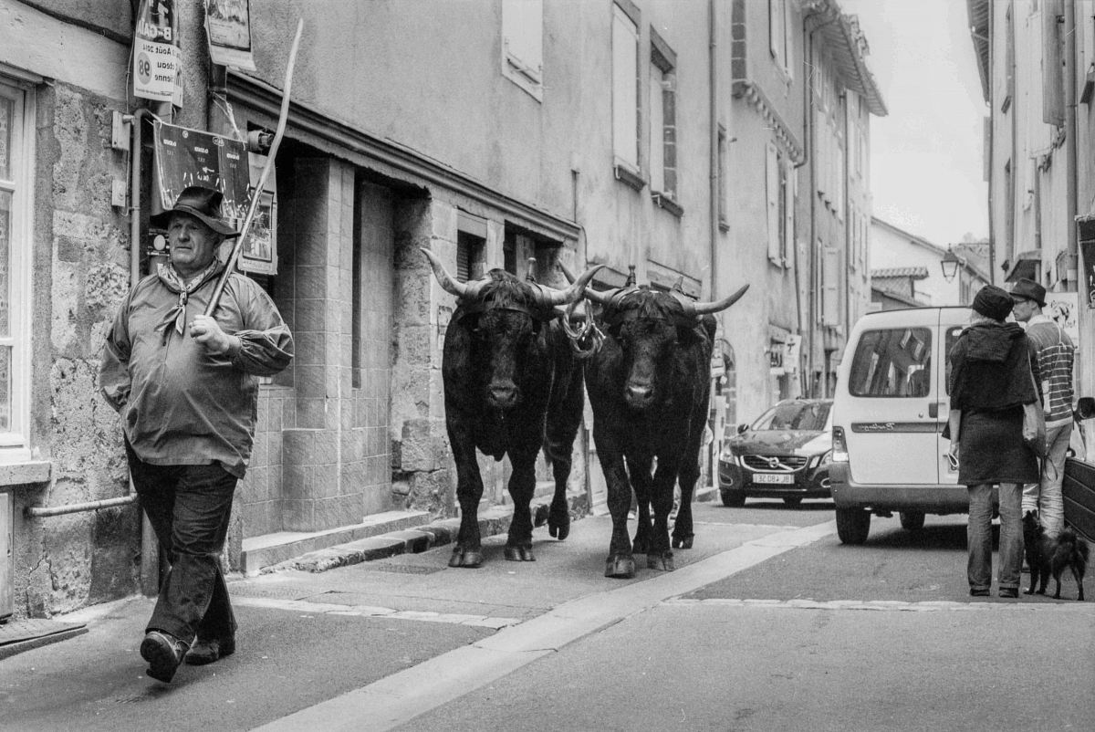man walking in front of buffalo