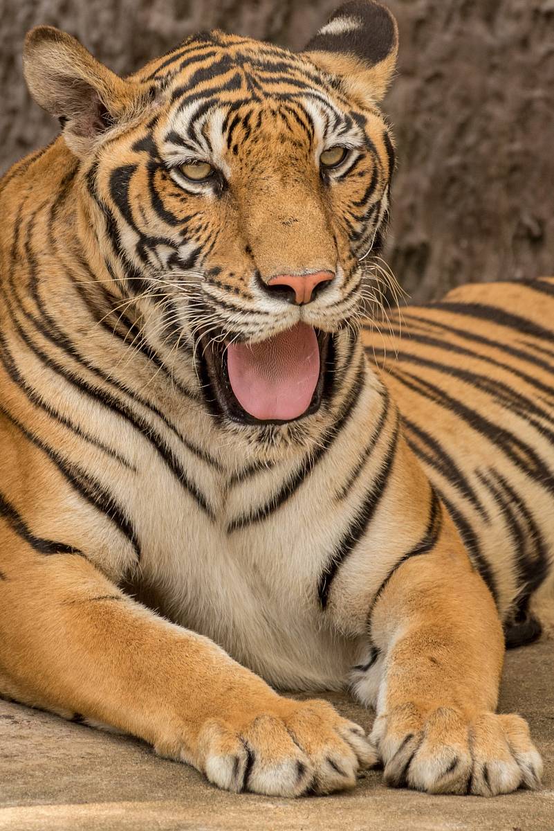 opened mouth tiger