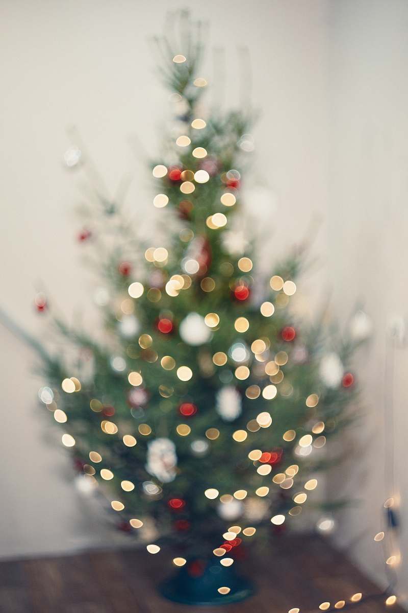 plant lighted Christmas tree christmas tree