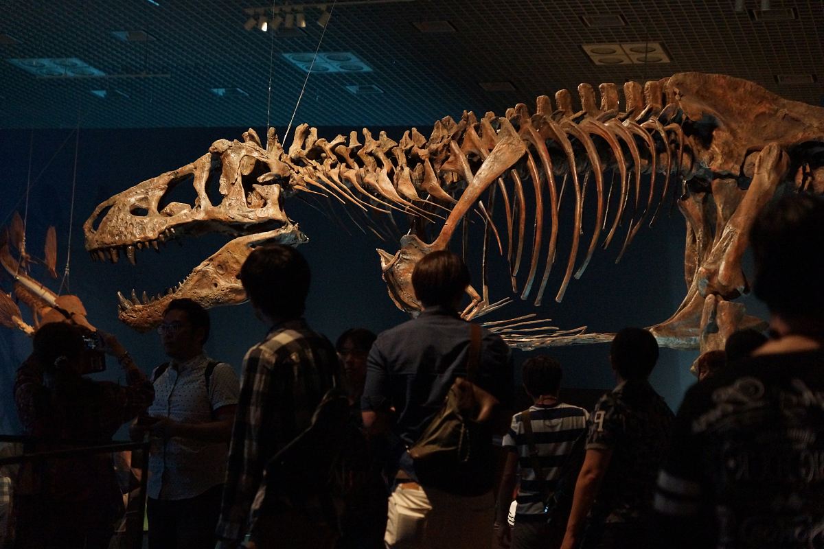 people looking at dinosaur skeleton