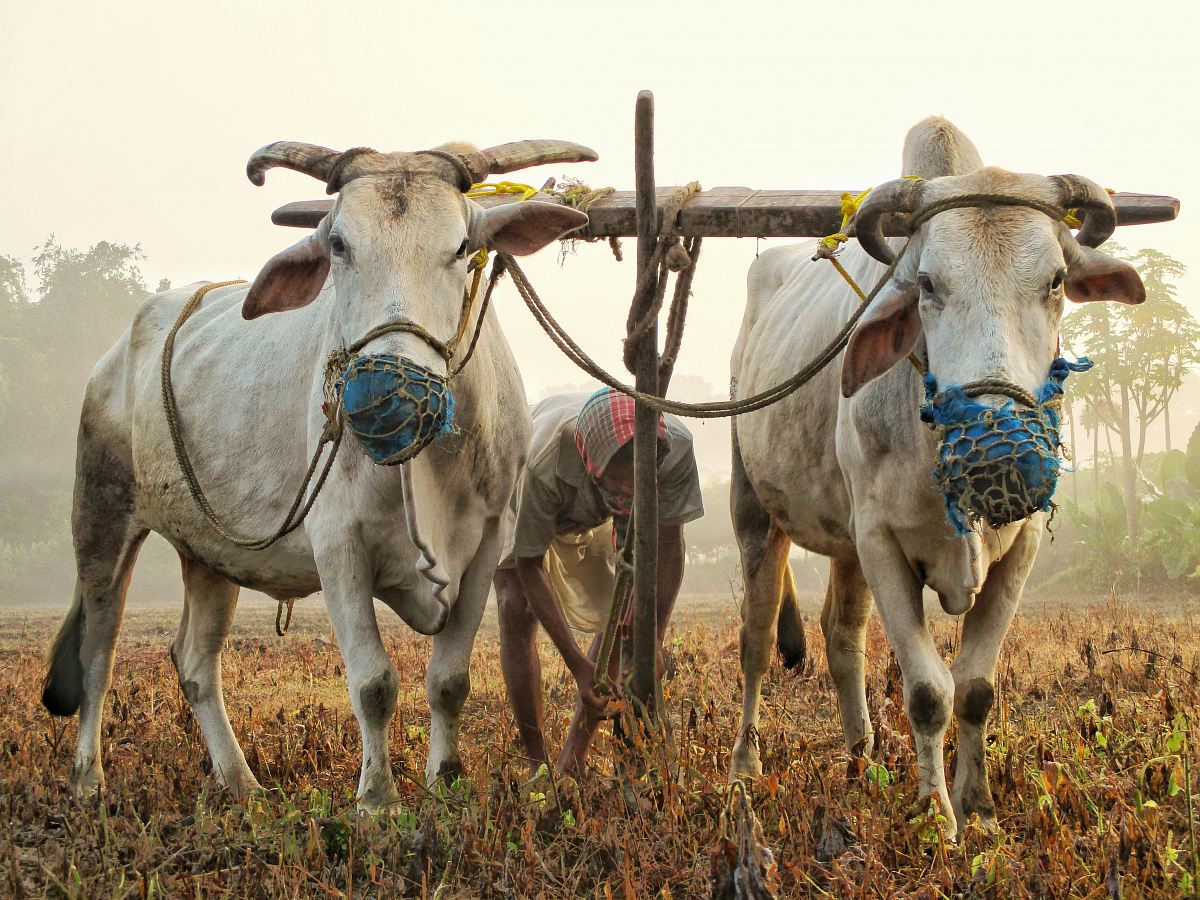 photo of white cow walking on grass field