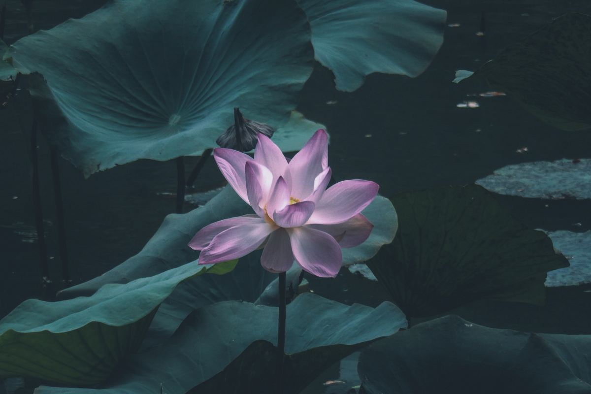 pink water lily flower