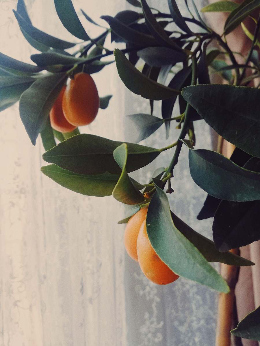 fruit orange kumquat food