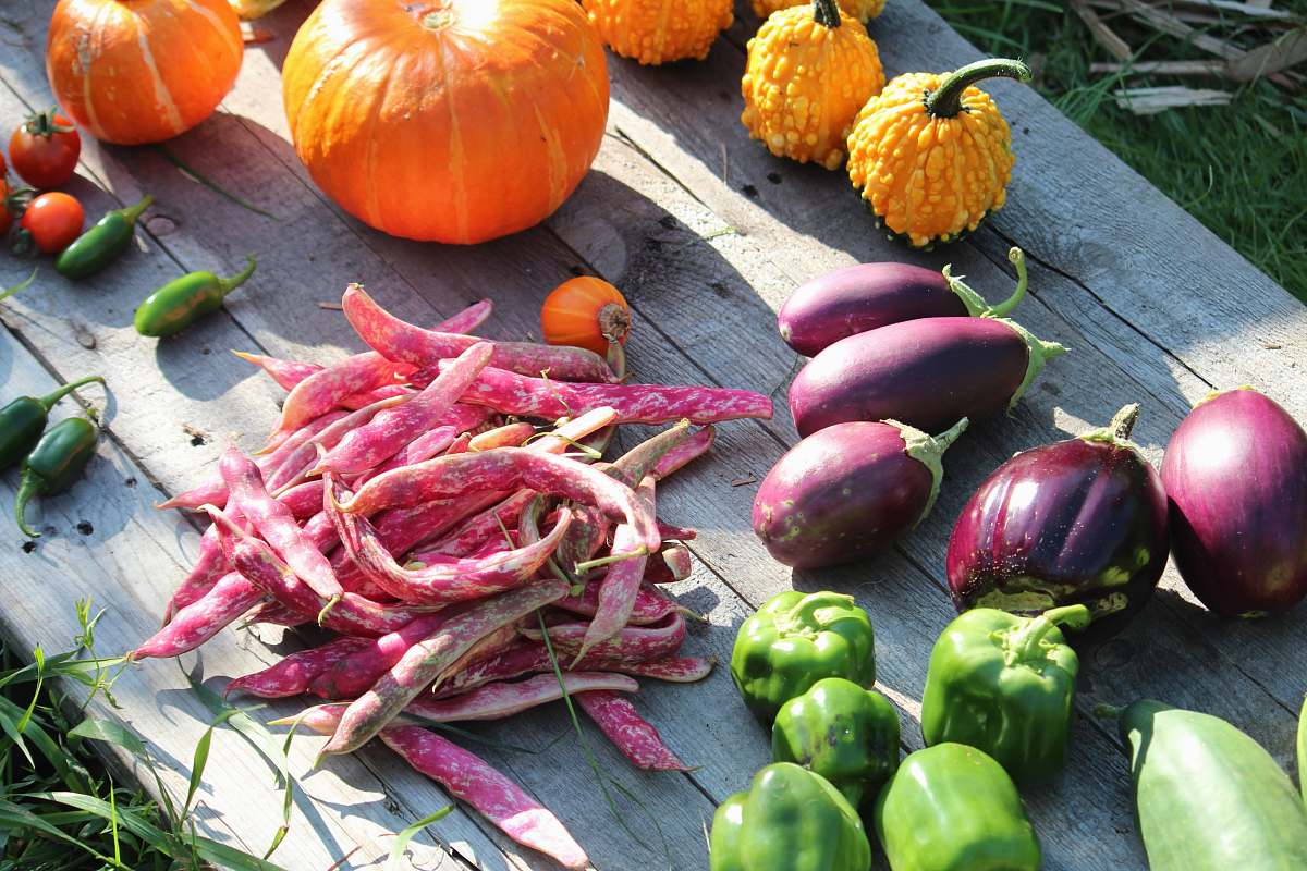 food orange pumpkins with eggplants and bell peppers orange