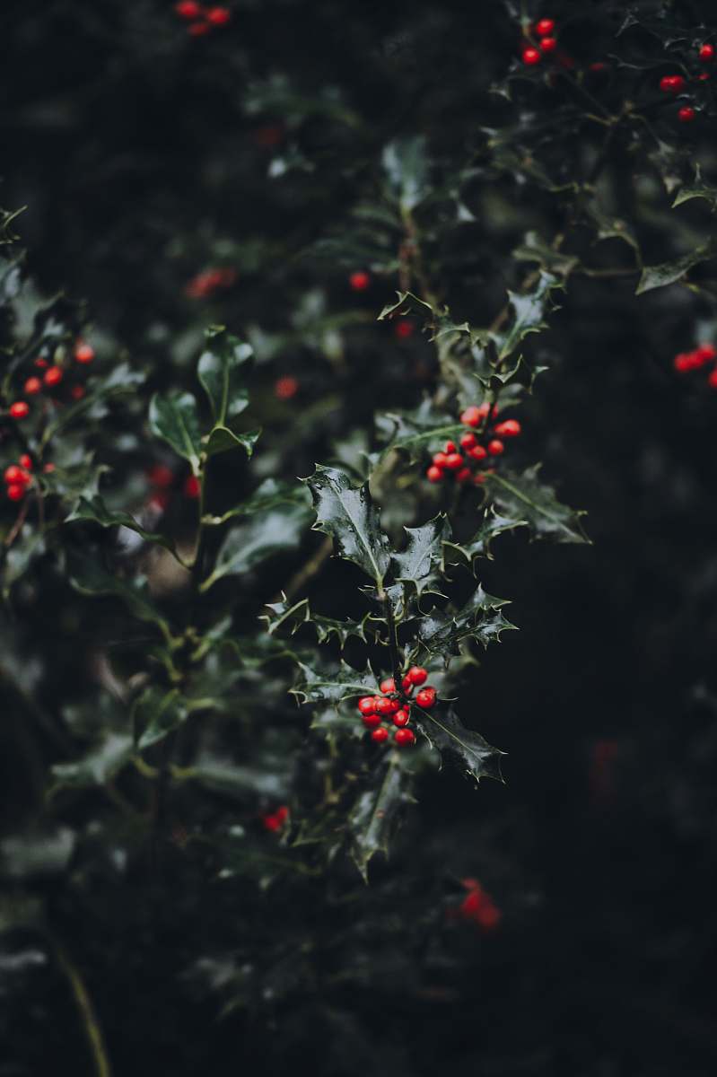 bush red fruit closeup photography flora
