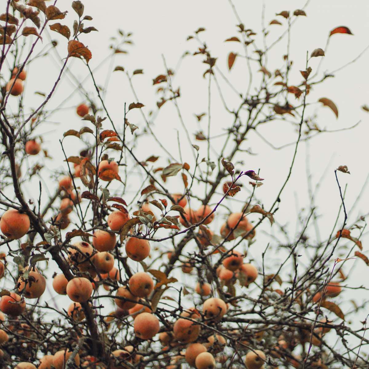 food round brown fruit bearing tree during daytime produce