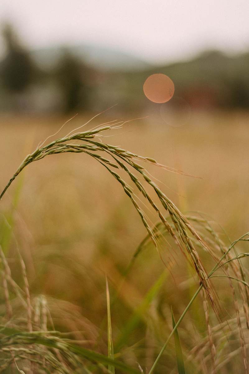 produce selective focus photo of green wheat plant food