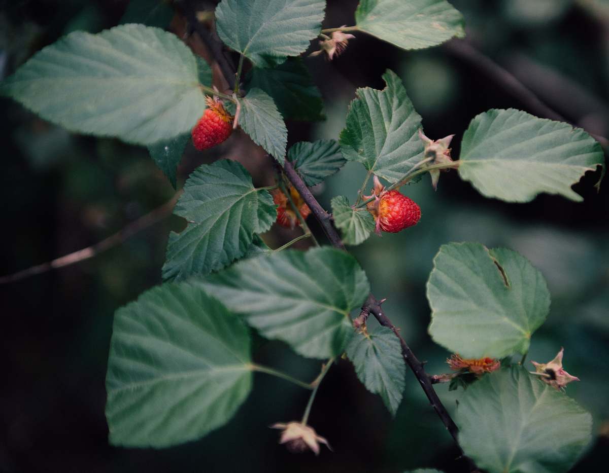 food strawberries in tree fruit