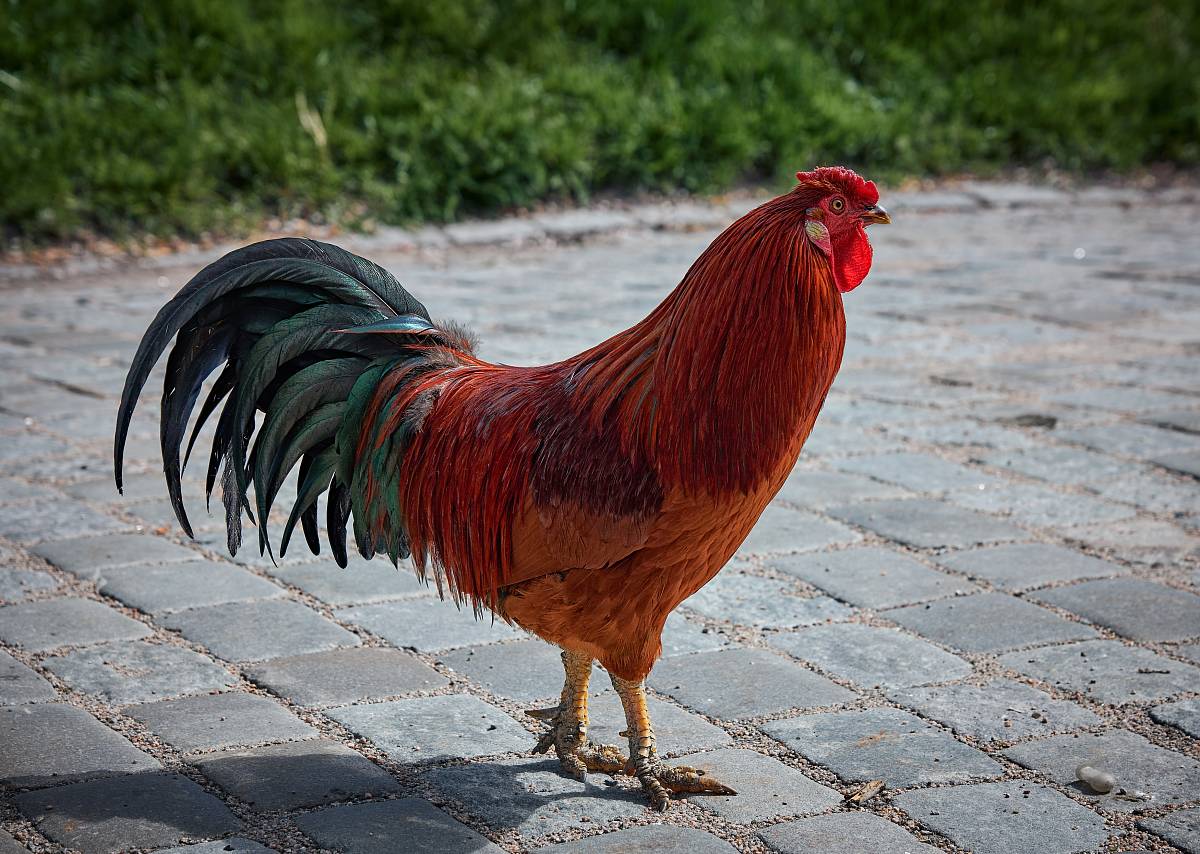 reddish brown and black rooster