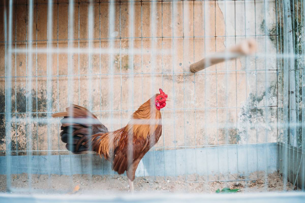 rooster on teal cage