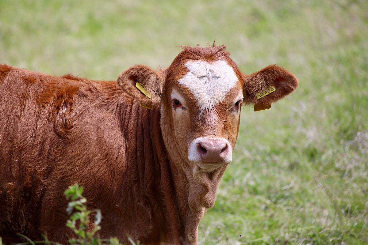 selective focus photo of brown cow