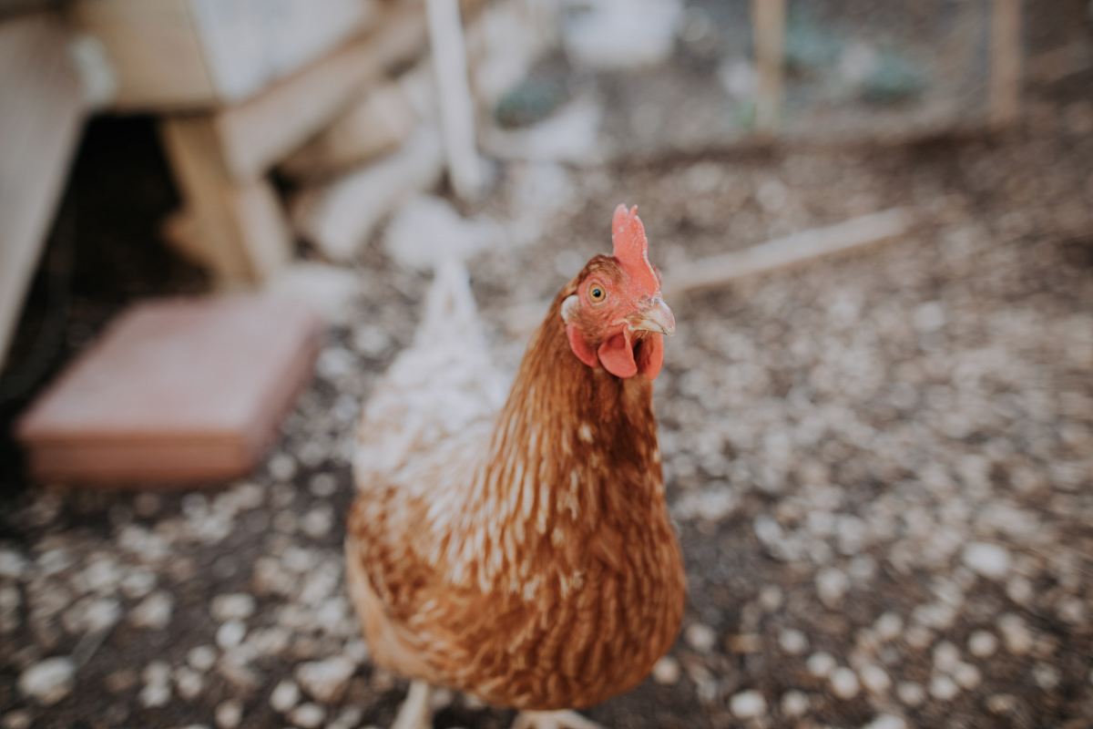 selective focus photo of brown rooster