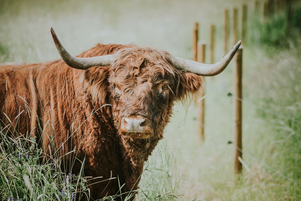 selective focus photography of bison during daytime