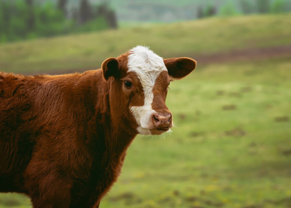 selective-focus photography of calf