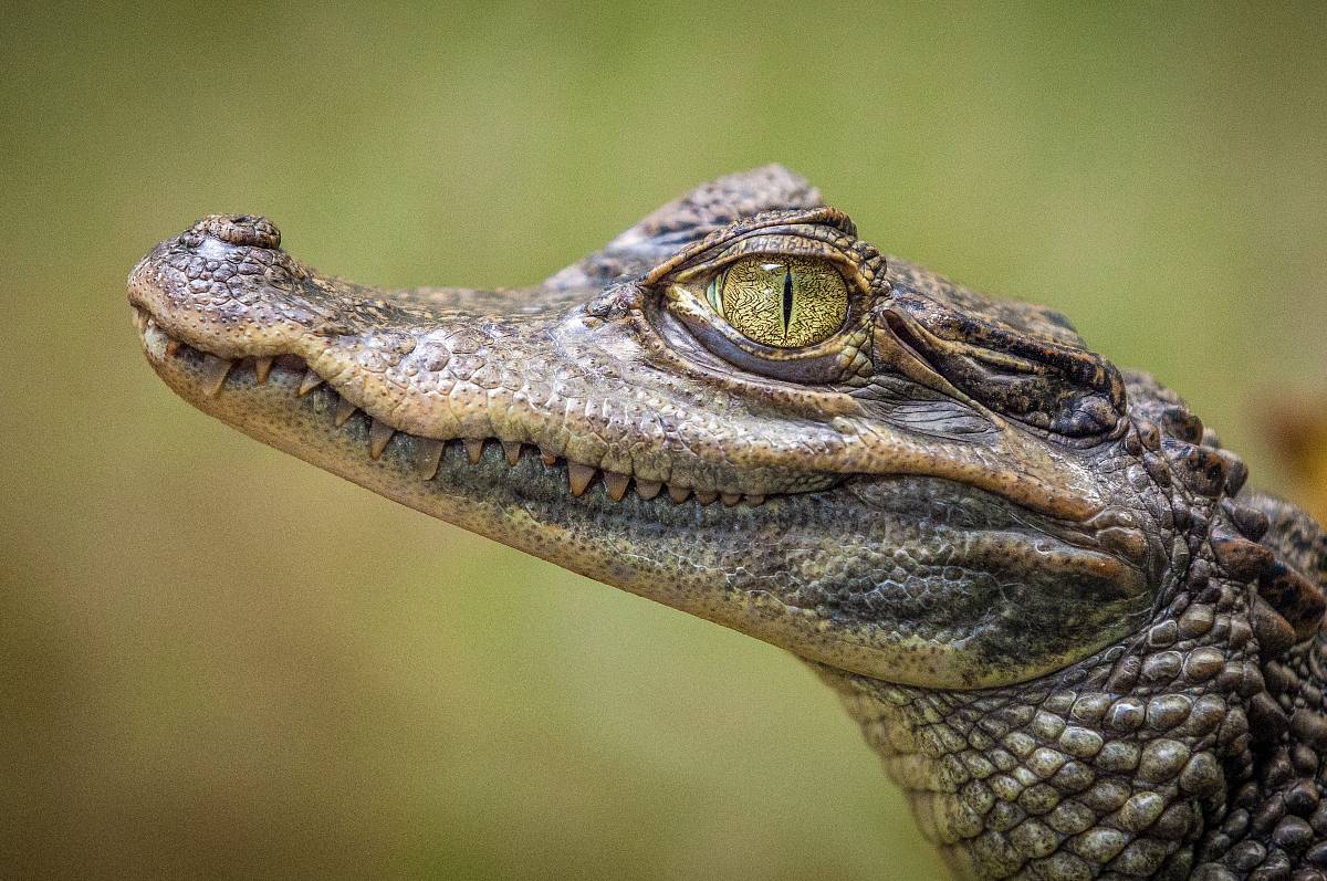 selective focus photography of crocodile
