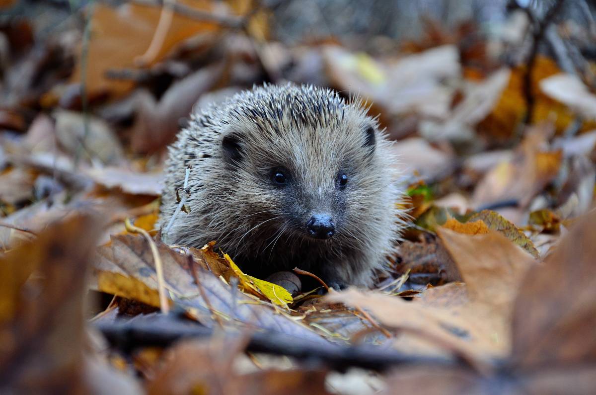 selective focus photography of hedgehog on ground