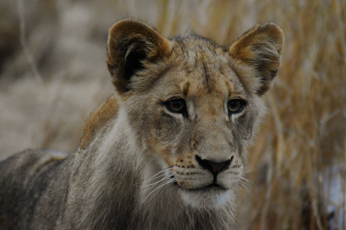 selective focus photography of lion