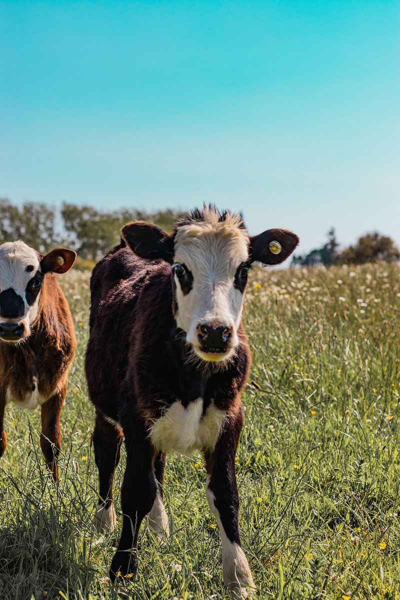 selective focus photography of two white-and-brown cattle during daytime