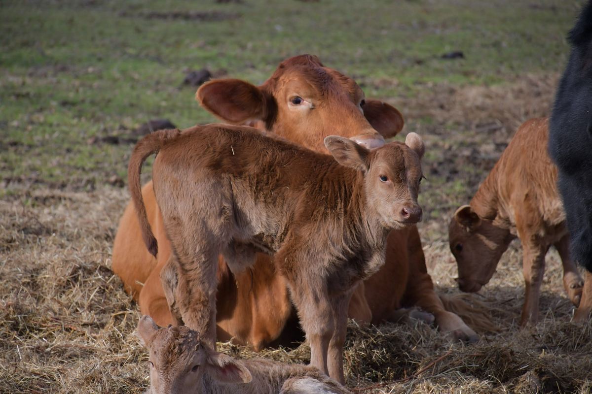 shallow focus photo of brown calf