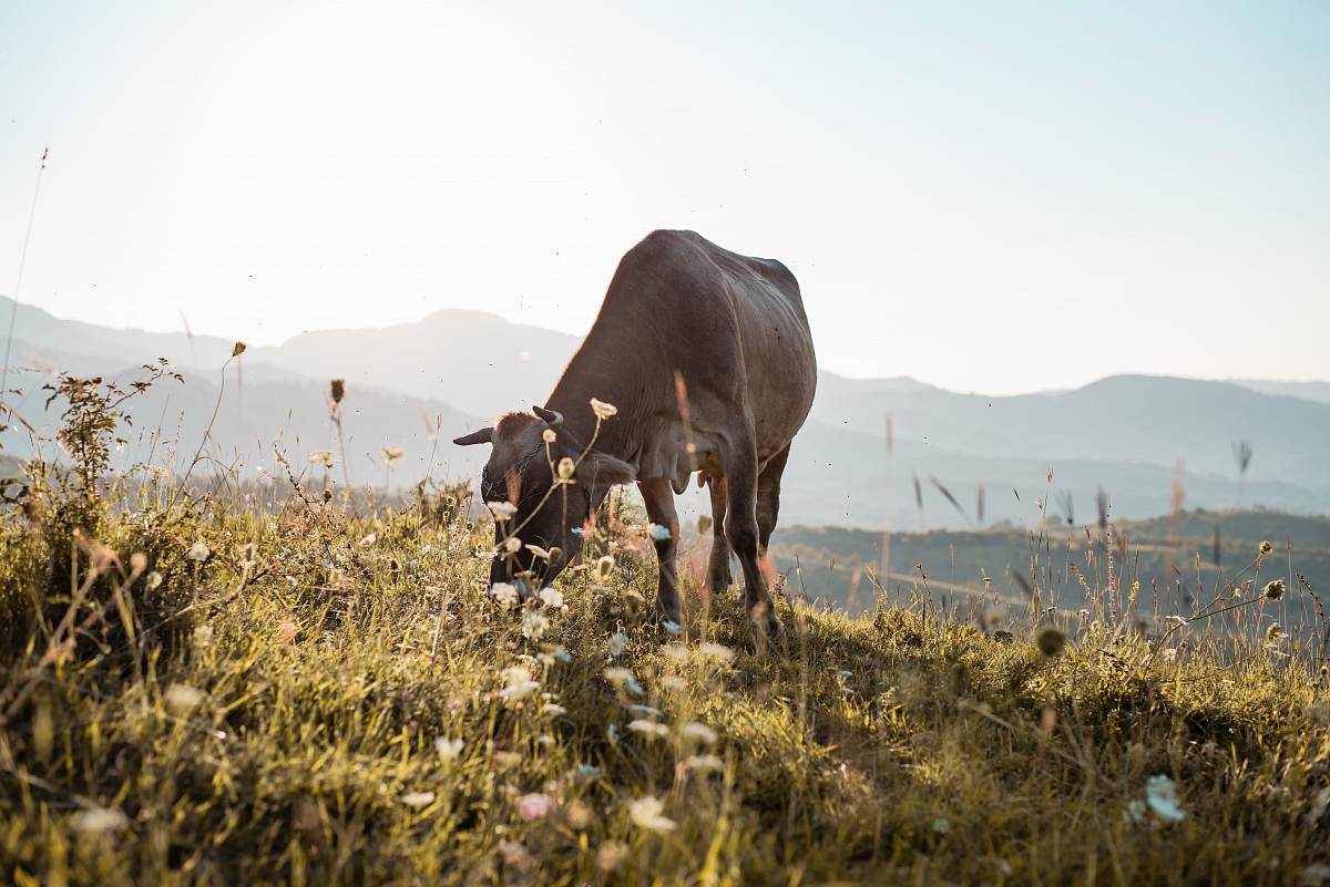 shallow focus photo of brown cow