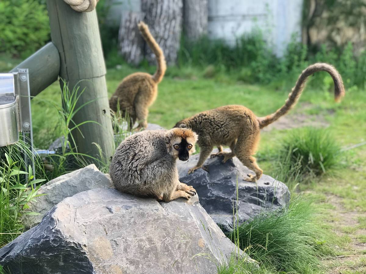 shallow focus photo of brown monkey