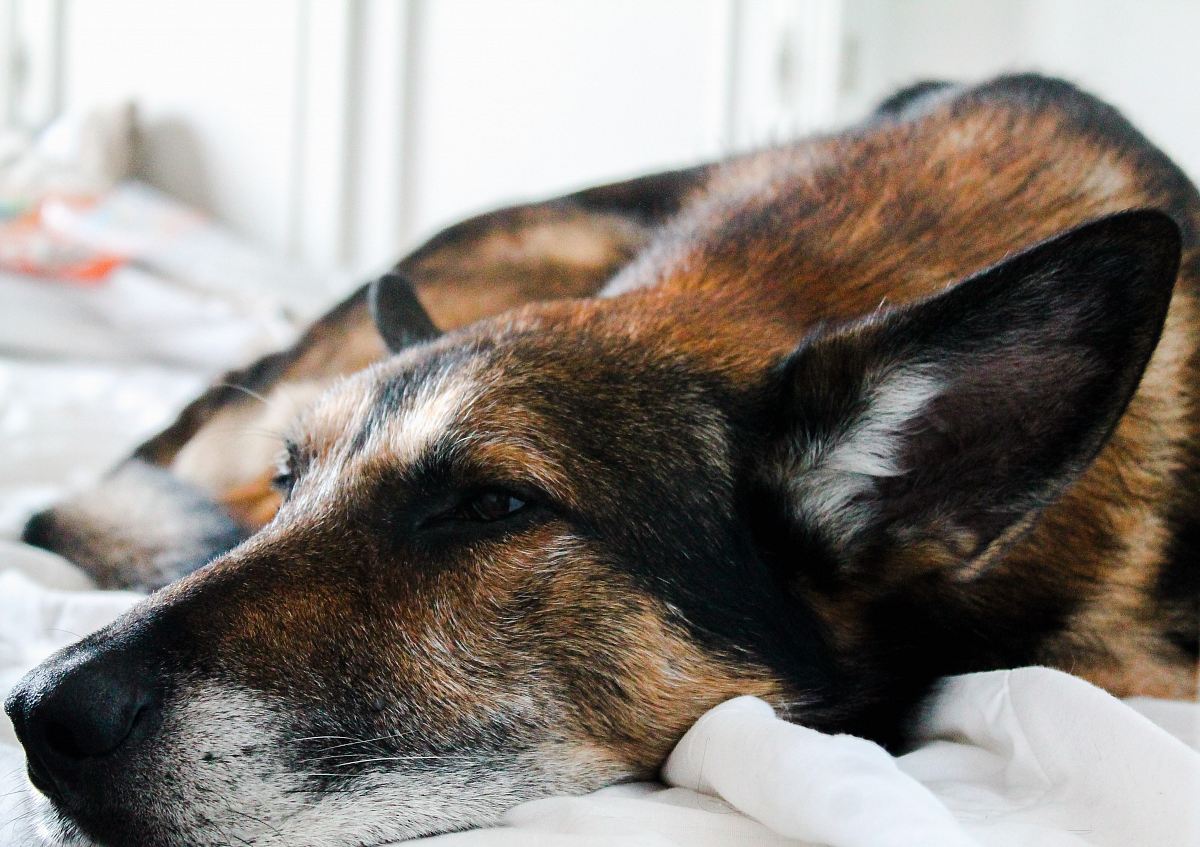 short-coated brown and black dog lying on bed