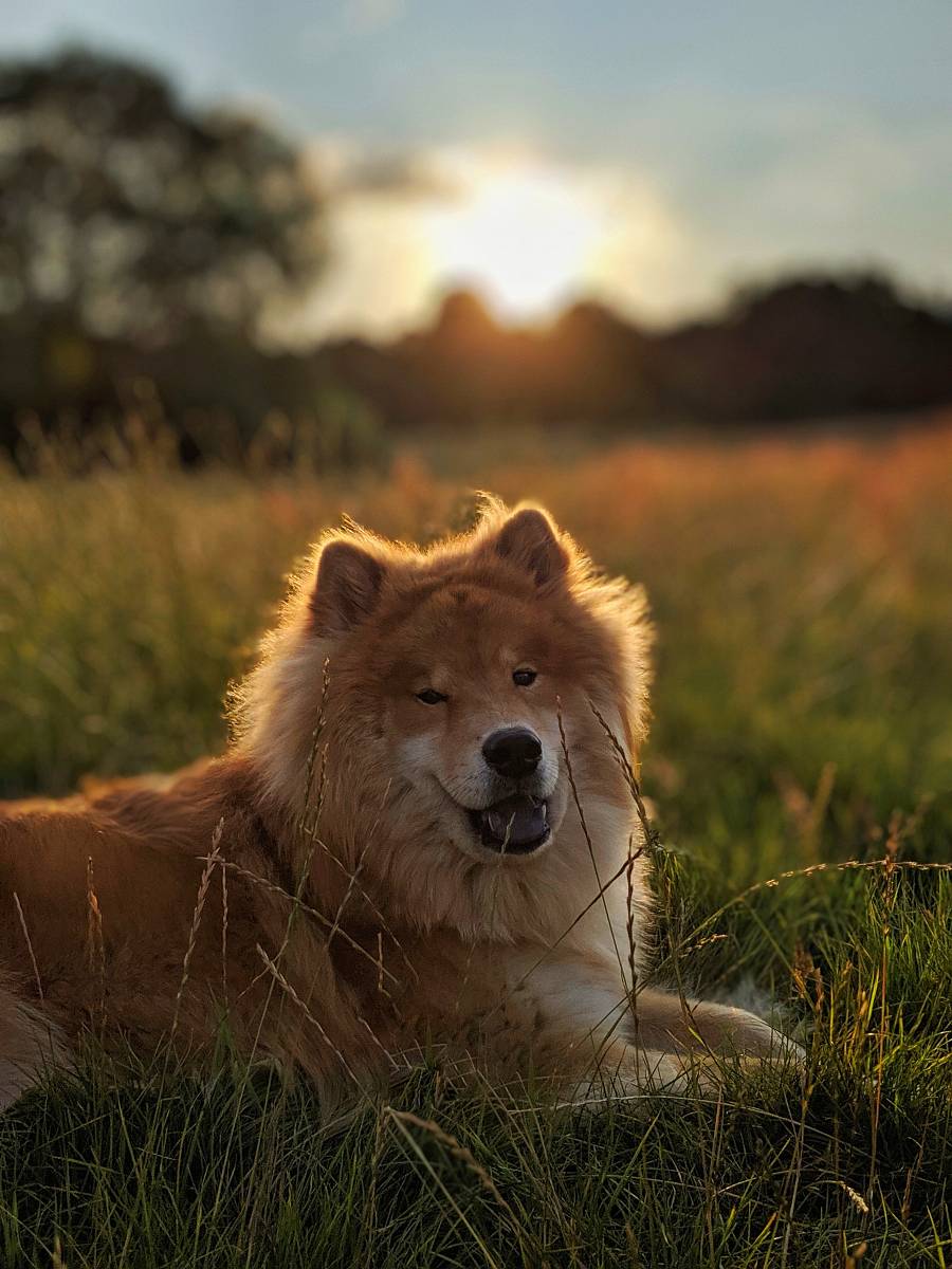short-coated brown dog