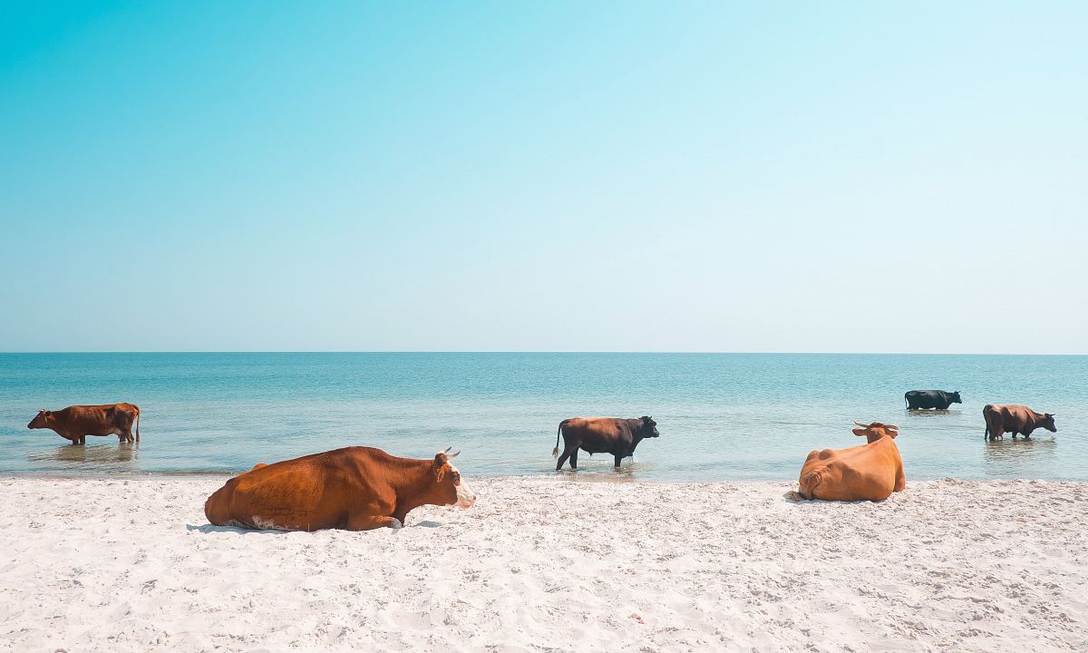 six brown cows